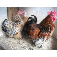millefleur pekins
